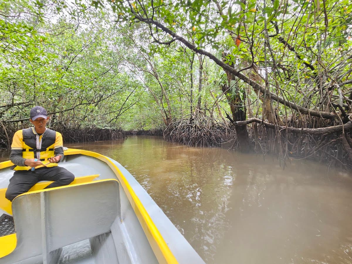Mangrove or Fireflies Tour in Bintan