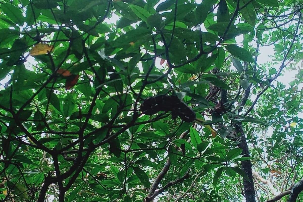 Mangrove or Fireflies Tour in Bintan