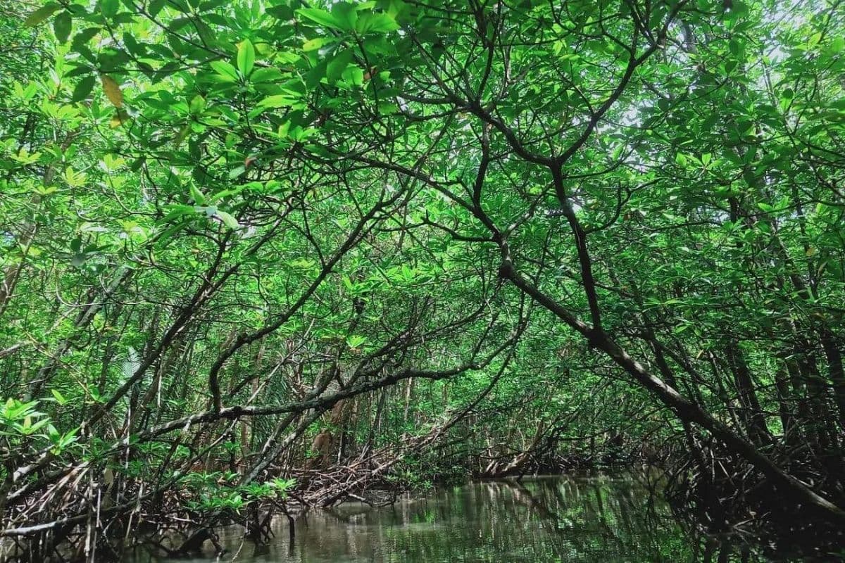 Mangrove or Fireflies Tour in Bintan