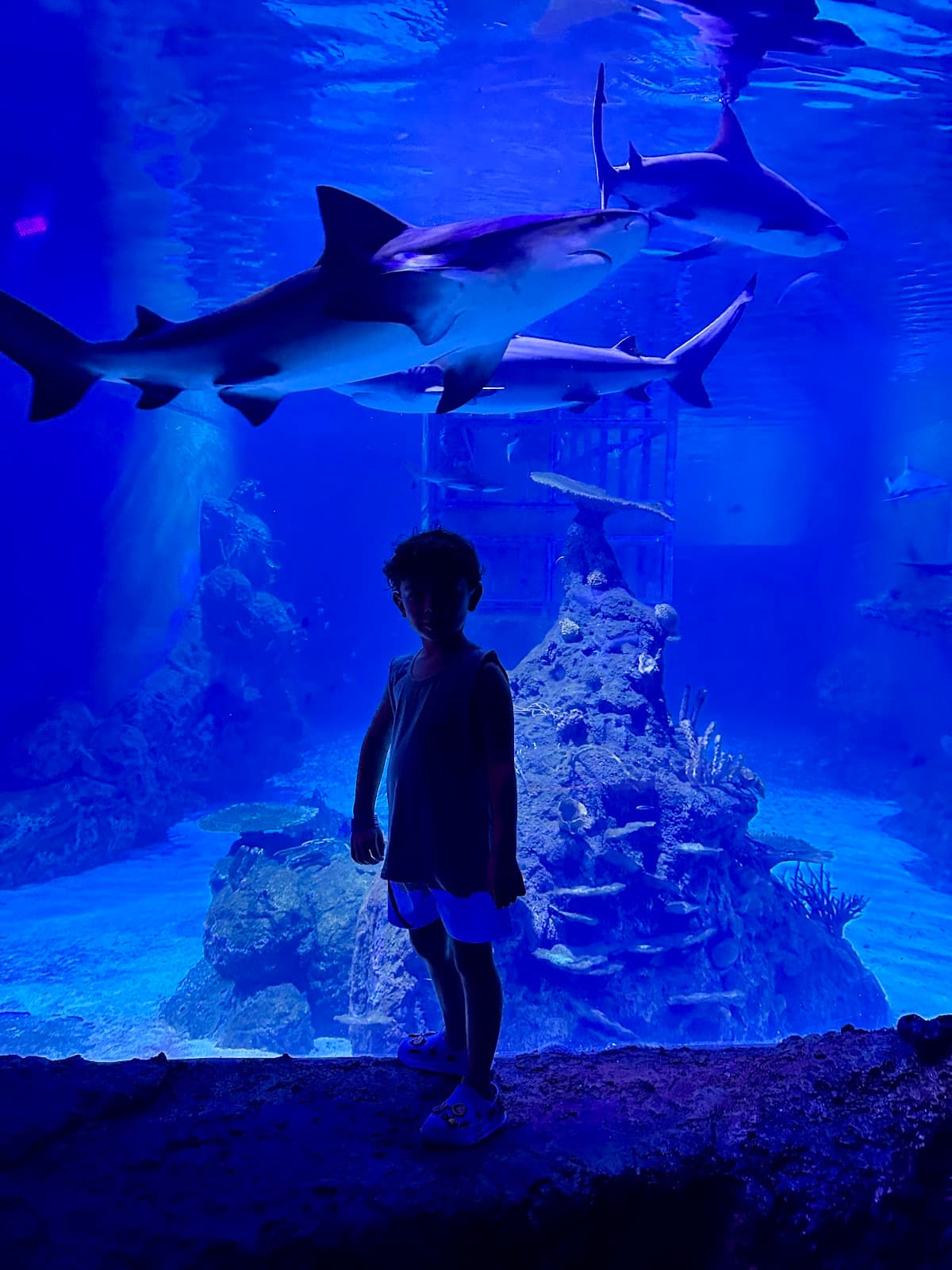 Marine Safari Bali (Oversea)