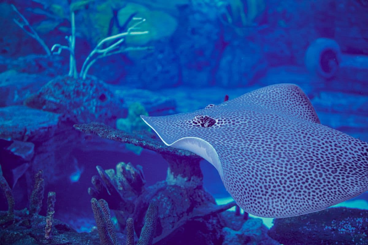 Marine Safari Bali (Oversea)