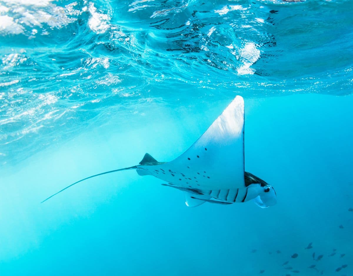 Nusa Penida : 3-4 Spots Snorkeling Tour Manta Rays