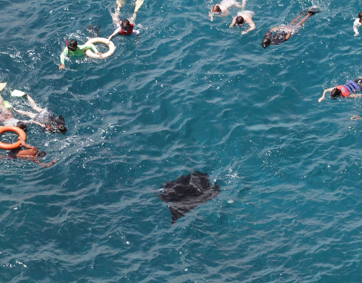 Nusa Penida : 3-4 Spots Snorkeling Tour Manta Rays