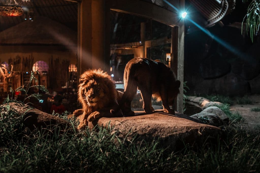 Package Combination by Flamingo Beach Club