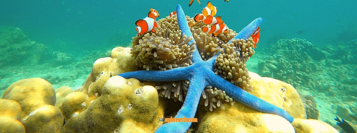 Pahawang Island Open Trip Tour