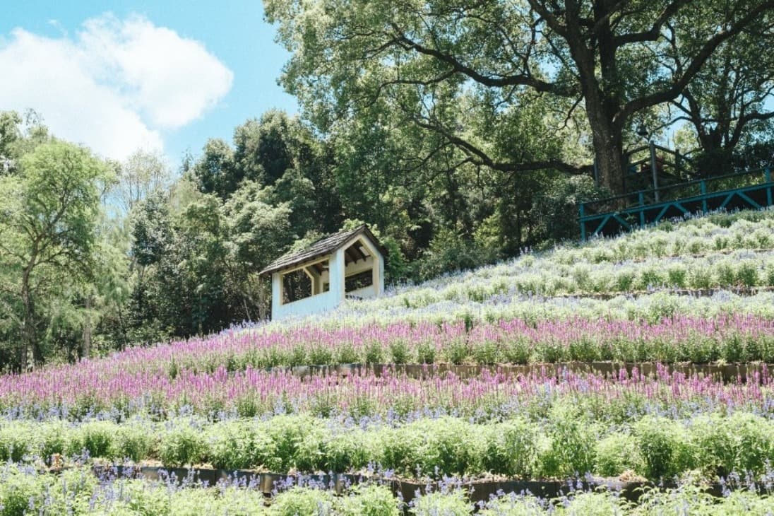 Lavender Forest