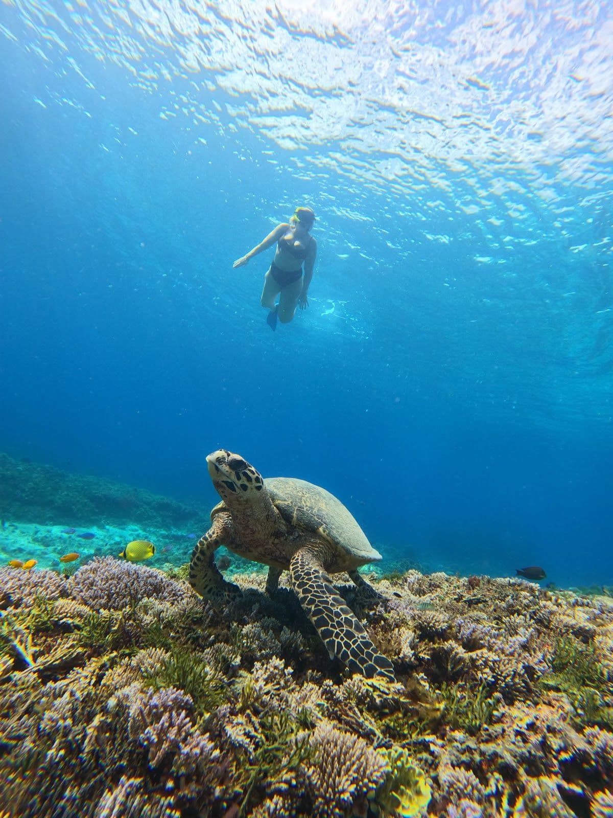 Private Snorkeling Gili Trawangan & Gili Meno Start Point Gili Trawangan