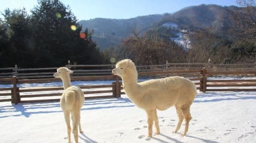 Excursão de um dia ao Eobi Ice Valley + Alpaca World + Nami Island + The Garden of Morning Calm (Saindo de Seul, Exclusivo de Inverno) Excursões de um dia