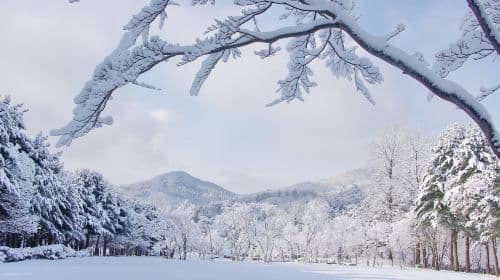 Eobi Ice Valley + Alpaca World + Nami Island + The Garden of Morning Calm – jednodniowa wycieczka (z Seulu, oferta zimowa) Wycieczki jednodniowe