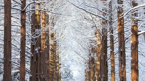 Eobi Ice Valley + Nami Island +  Gangchon Railbike One Day Tour (Departing from Seoul, Winter Exclusive) Day Tours