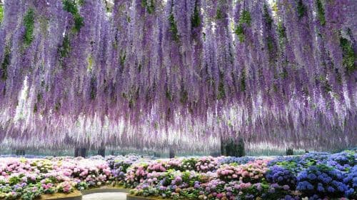 Gapyeong Begonia Bird Park