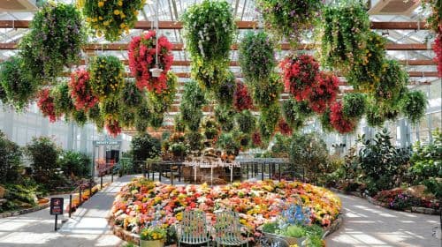 Gapyeong Begonia Bird Park