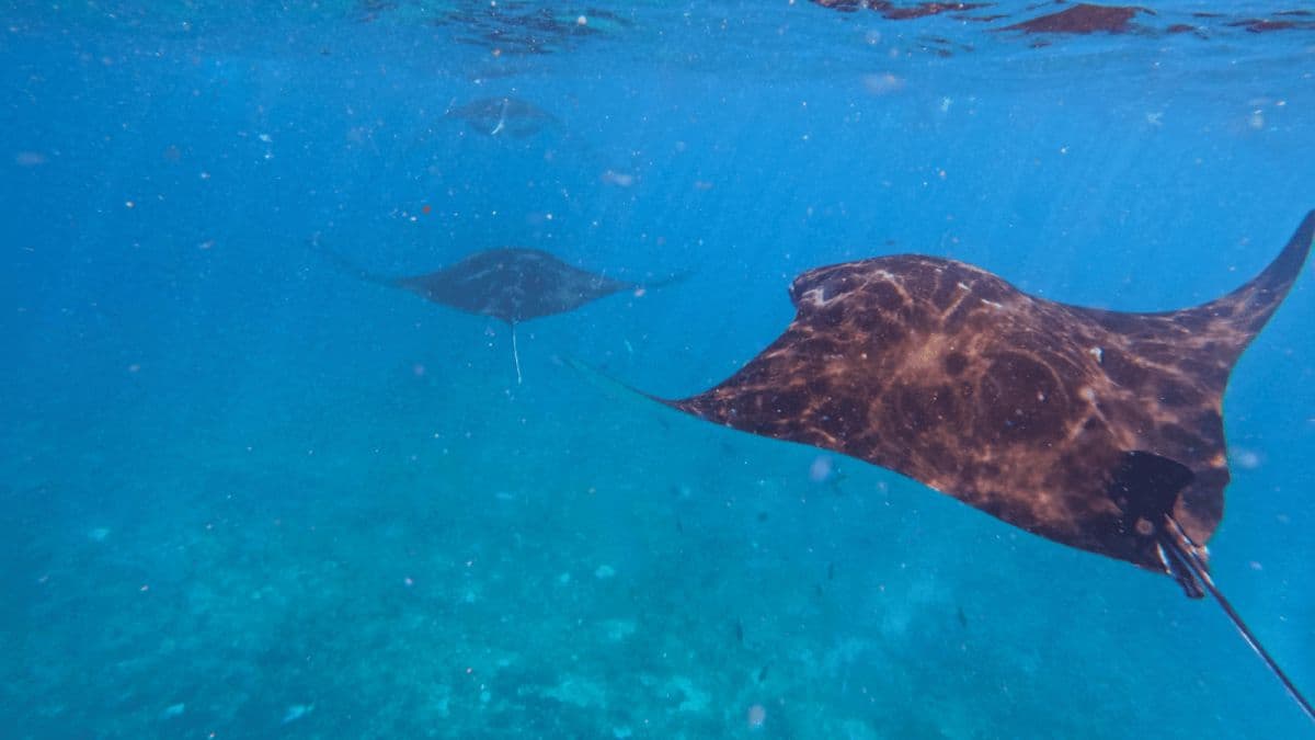Snorkeling Tour in Nusa Penida (3 - 4 Snorkeling Spots)
