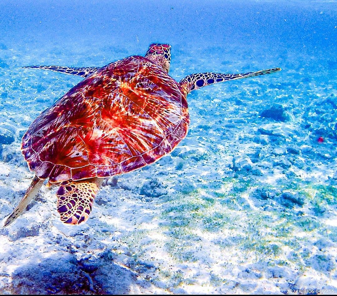 Snorkling tour in gili air island Lombok