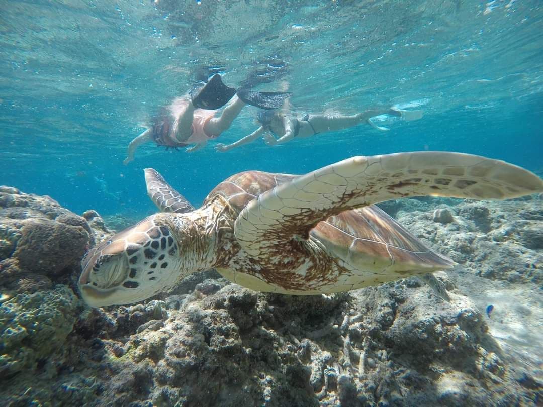 Tour de snorkel en la isla Gili Air, Lombok