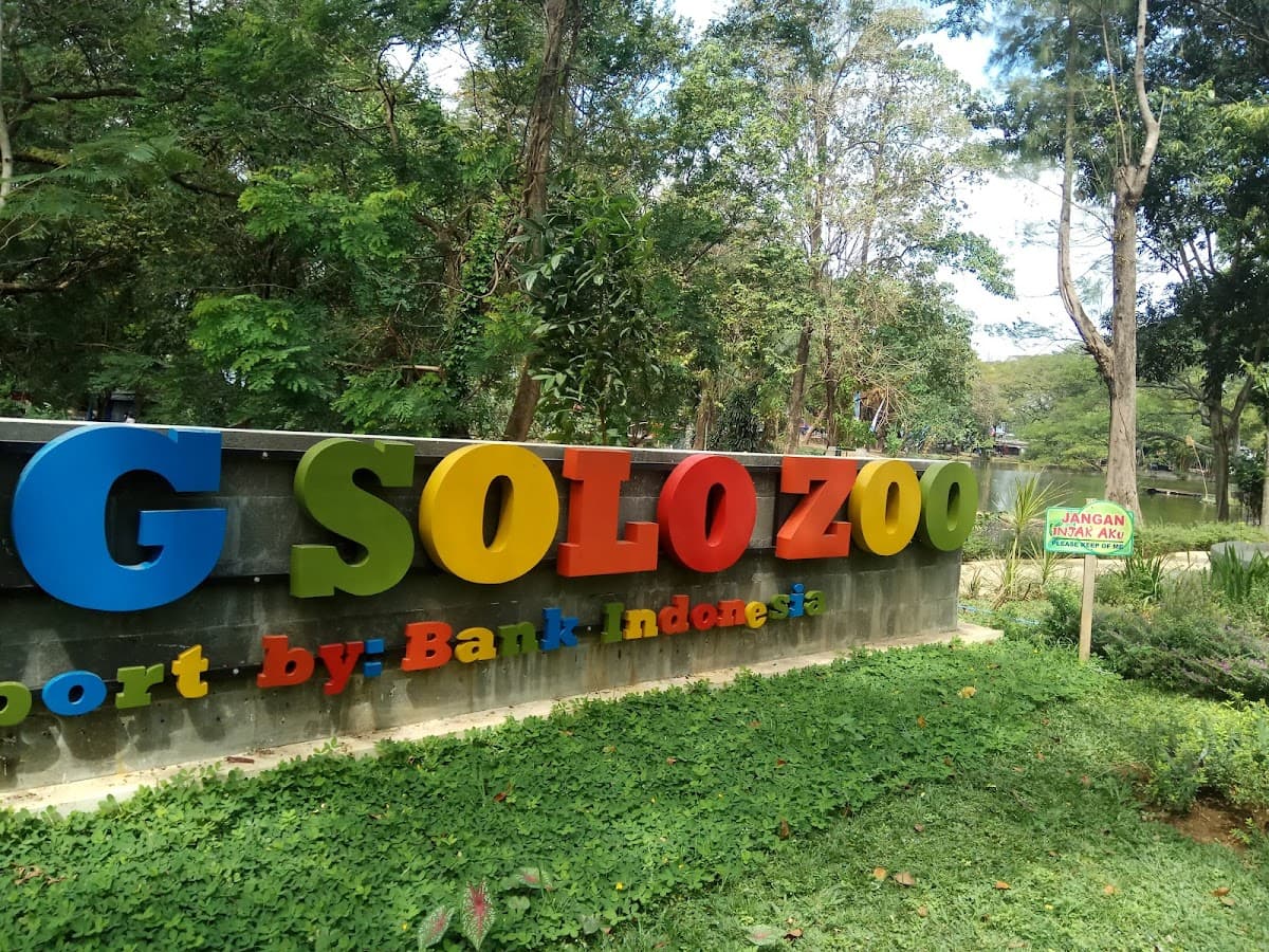 Solo Safari