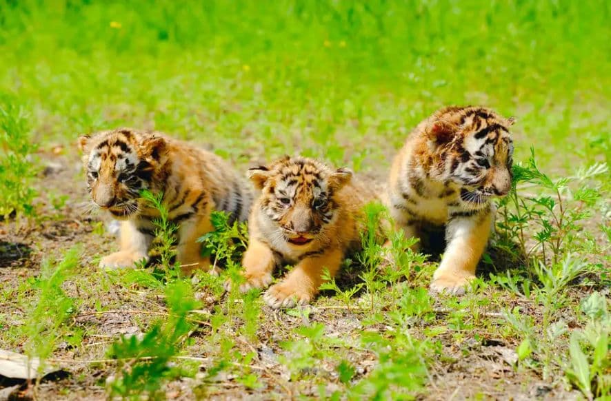 Ingresso para o Harbin Siberian Tiger Park + Passeio de Ônibus Turístico Emocionante
