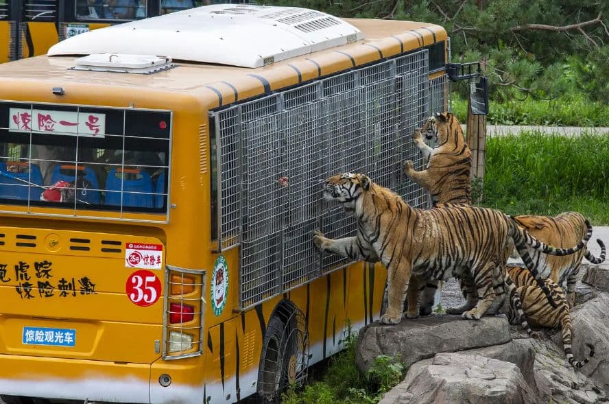 Ingresso para o Harbin Siberian Tiger Park + Passeio de Ônibus Turístico Emocionante