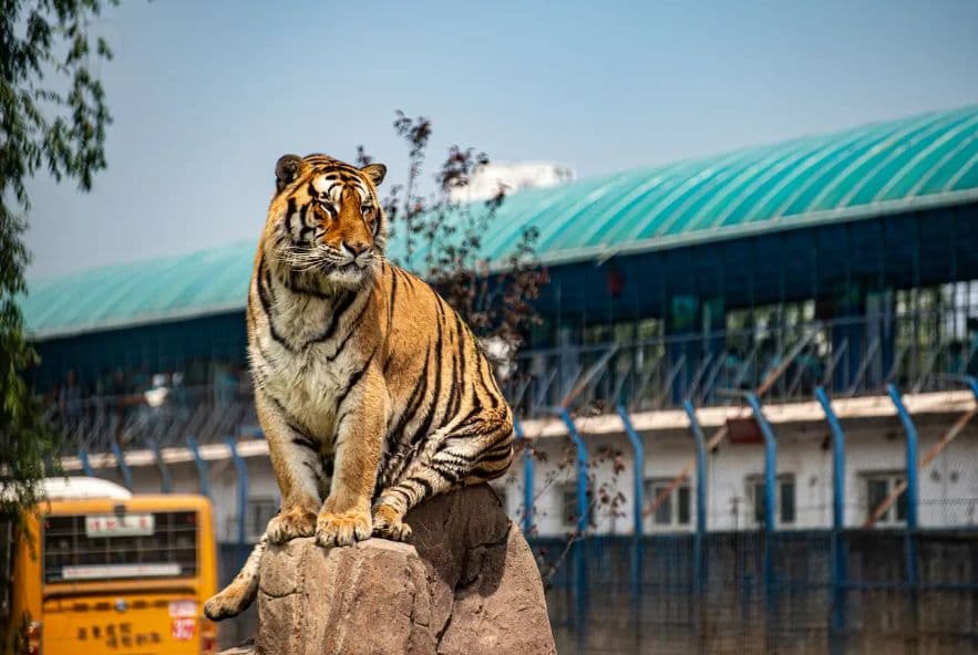 Ingresso para o Harbin Siberian Tiger Park + Passeio de Ônibus Turístico Emocionante