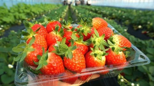 Gapyeong Begonia Bird Park + Nami Island Private Car Charter (Easy Tour Option) Day Tours