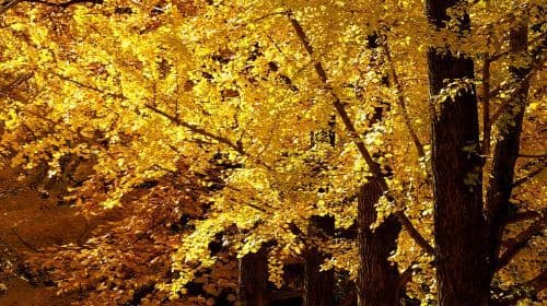 Gapyeong Begonia Bird Park + Nami Island Private Car Charter (Easy Tour Option) Day Tours