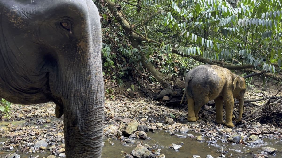 Tangkahan-Bukit Lawang 4D3N Exclusive Private Trip