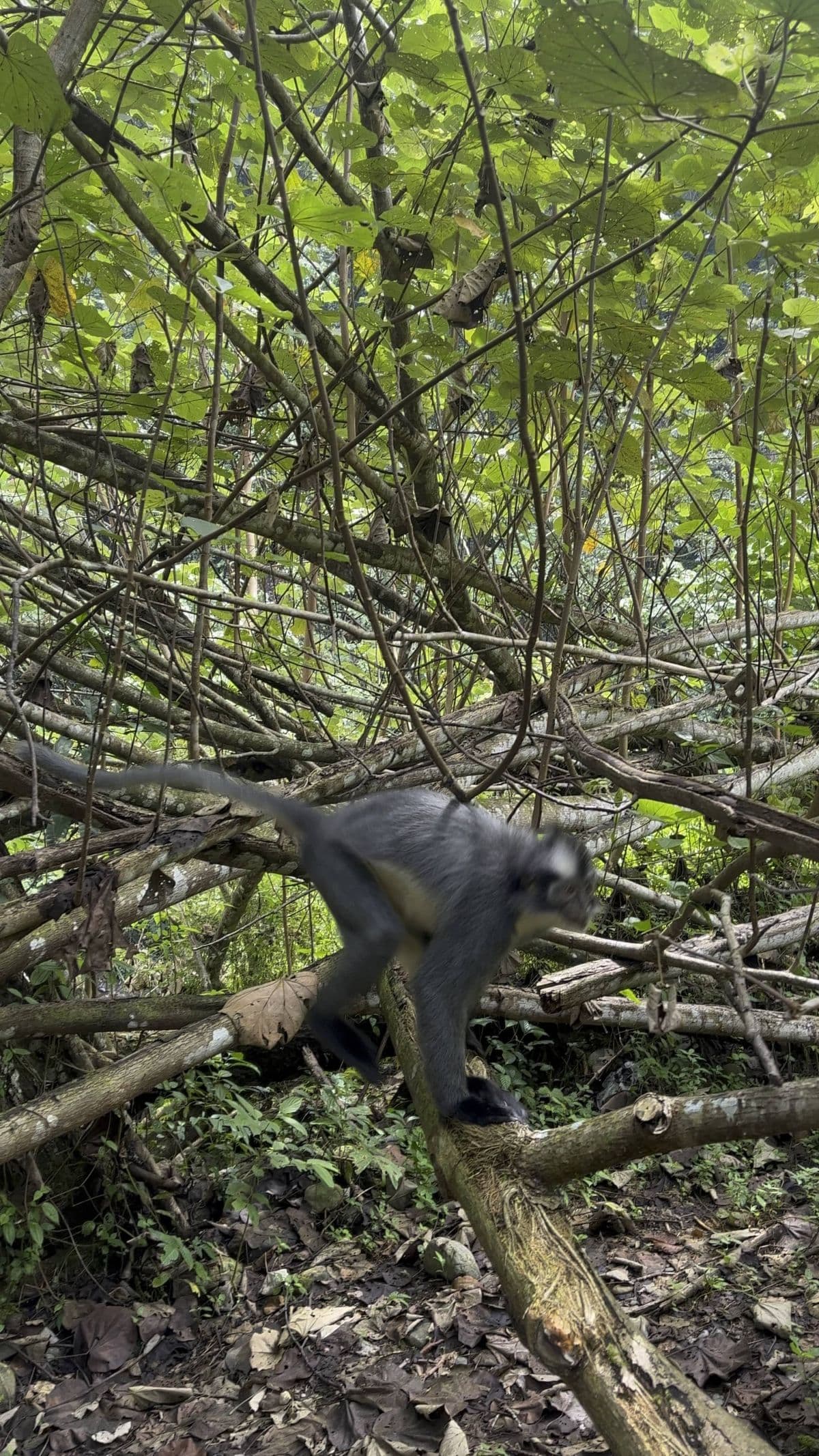 Tangkahan-Bukit Lawang 4D3N Exclusive Private Trip