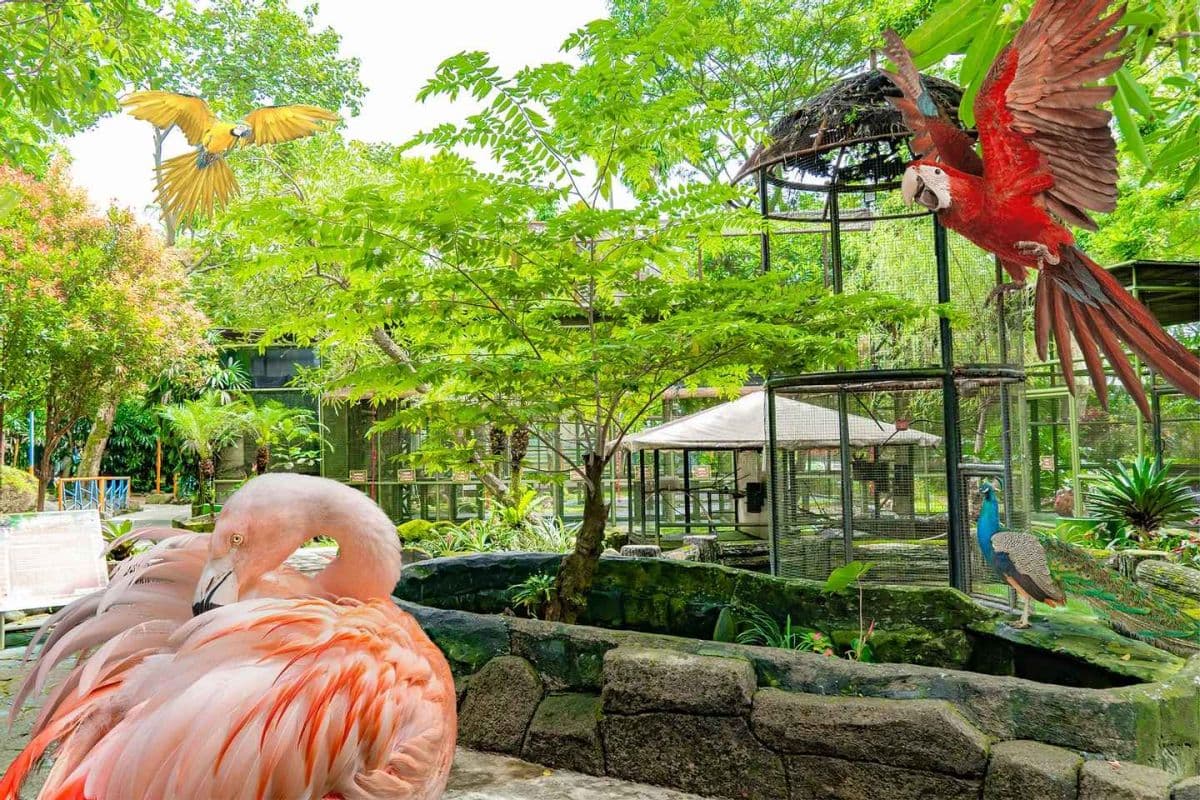 The Jungle Water Adventure