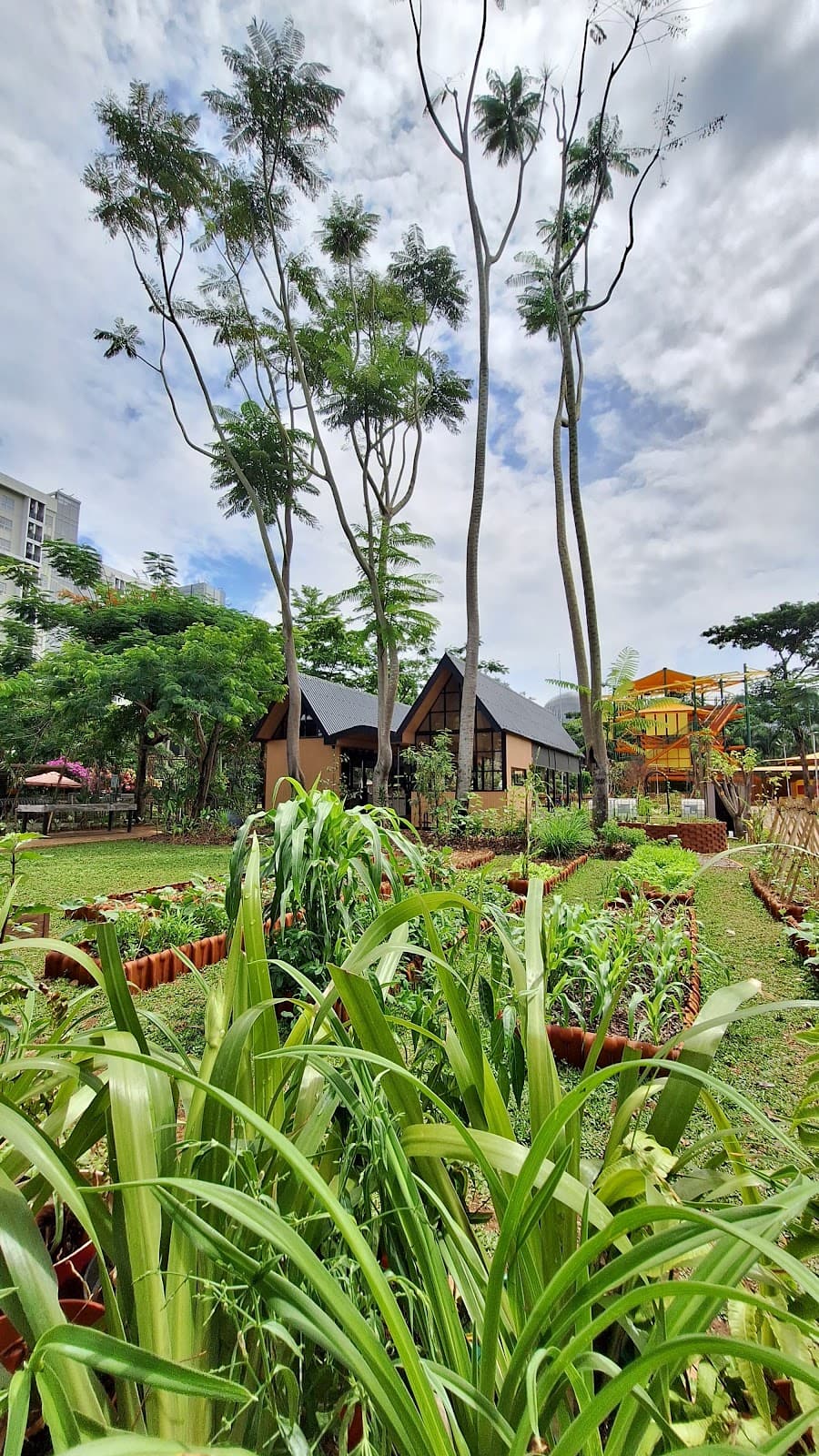 Tour Kebun Kumara by Campa