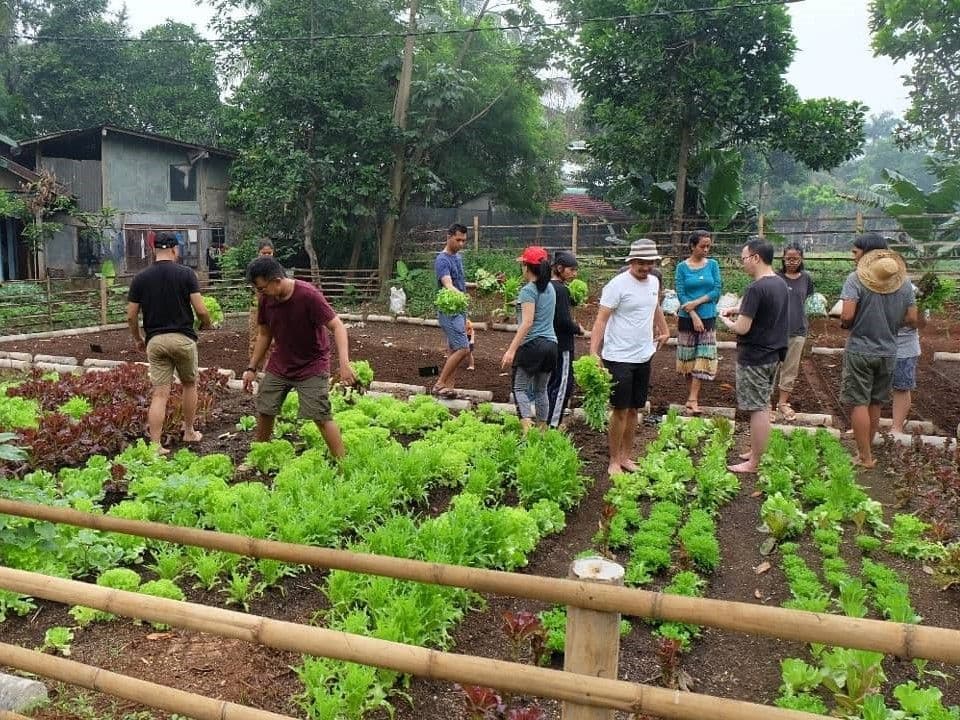 Tour Kebun Kumara by Campa