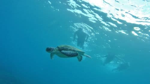 Liuqiu Island Kayaking 1-2.5 hours [Transparent Canoe & Snorkeling | Swimming with Sea Turtles | East Coast Canoe Club-Xiaoliuqiu Base]
