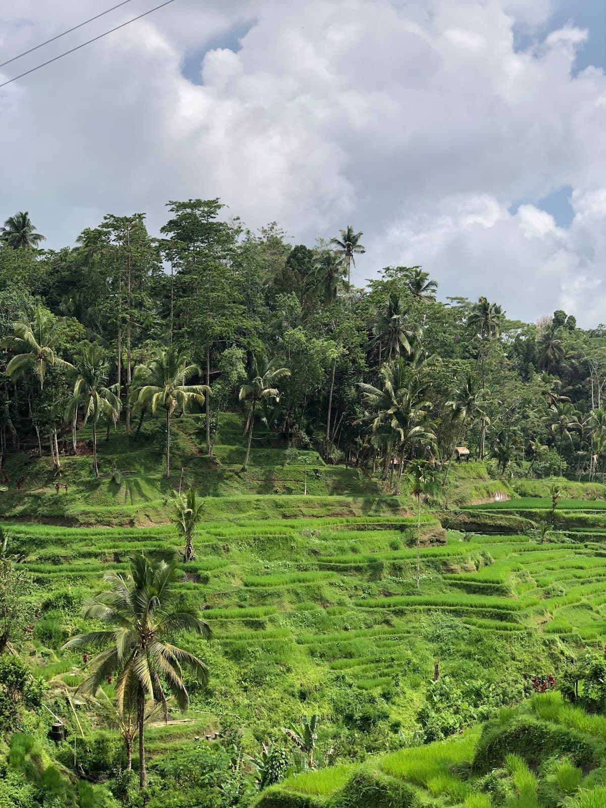 Ubud Tour A