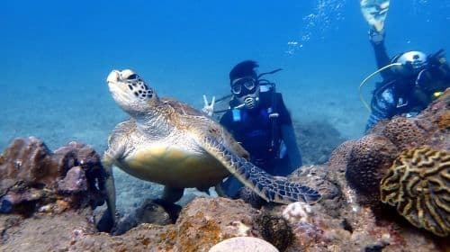 Liuqiu Island Scuba Diving and Snorkeling Experience in Pingtung for 1 hour