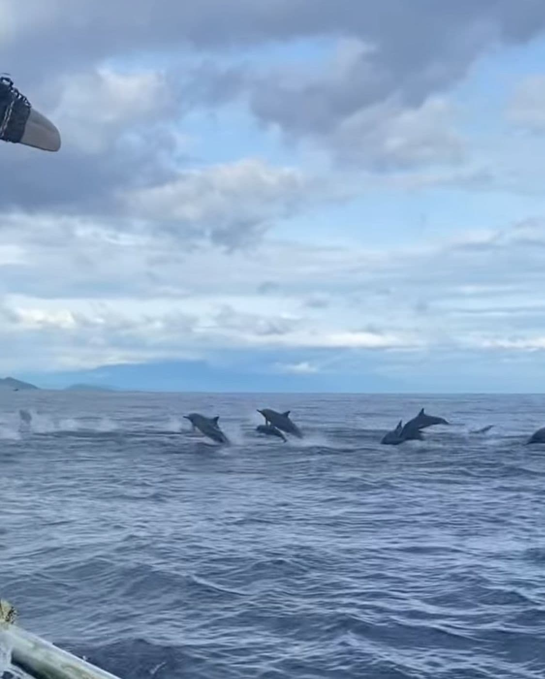 Watching Dolphin, Swimming & Snorkeling Tour