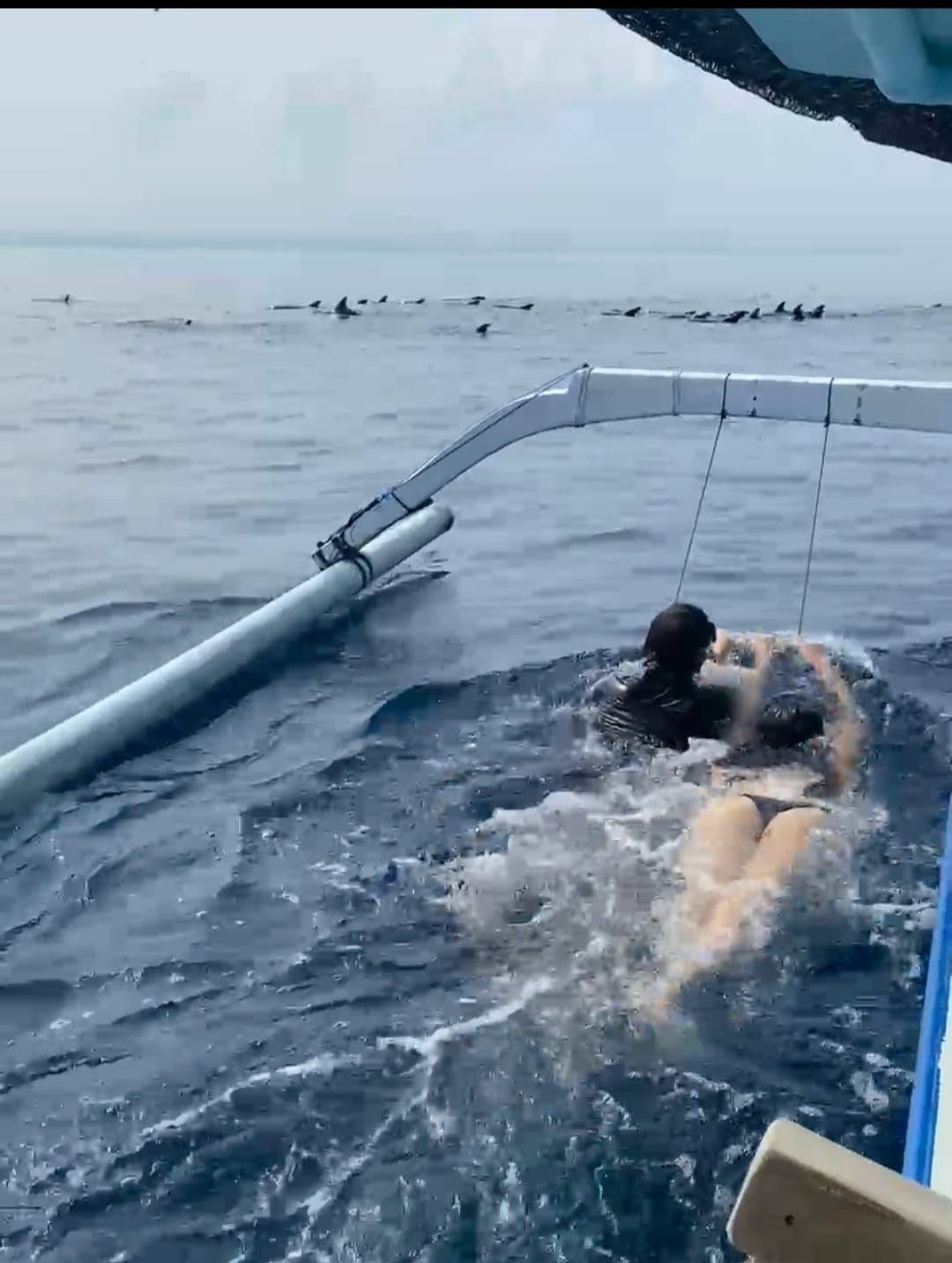 Watching Dolphin, Swimming & Snorkeling Tour