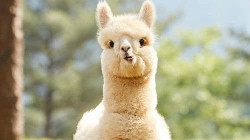 Gyeonggi Province|1-day tour to Gangchon Rail Park + Alpaca World Day Tours