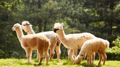 Gyeonggi Province|1-day tour to Gangchon Rail Park + Alpaca World Day Tours