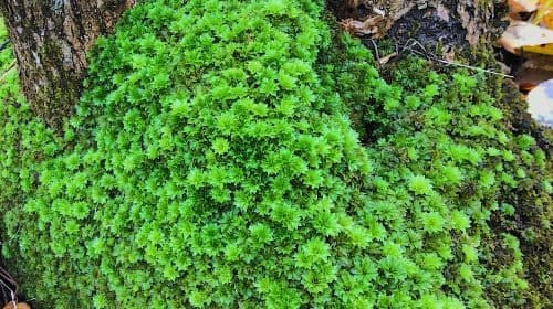 MaKau Ecological Park