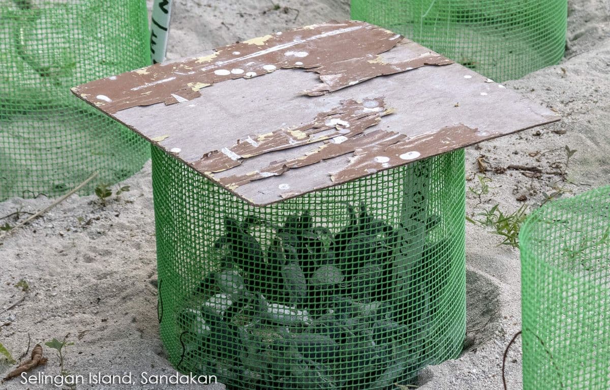 2D1N Selingan Turtle Island with Turtle Watching at Sandakan