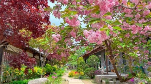 Gyeonggi Province|Nami Island x Petite France x Italian Village x The Garden of Morning Calm Day Tours