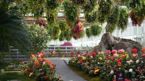 Gyeonggi-do, Zuid-Korea|Gapyeong Begonia Bird Park x Rail Bike x Petite France x Italian Village dagtochten