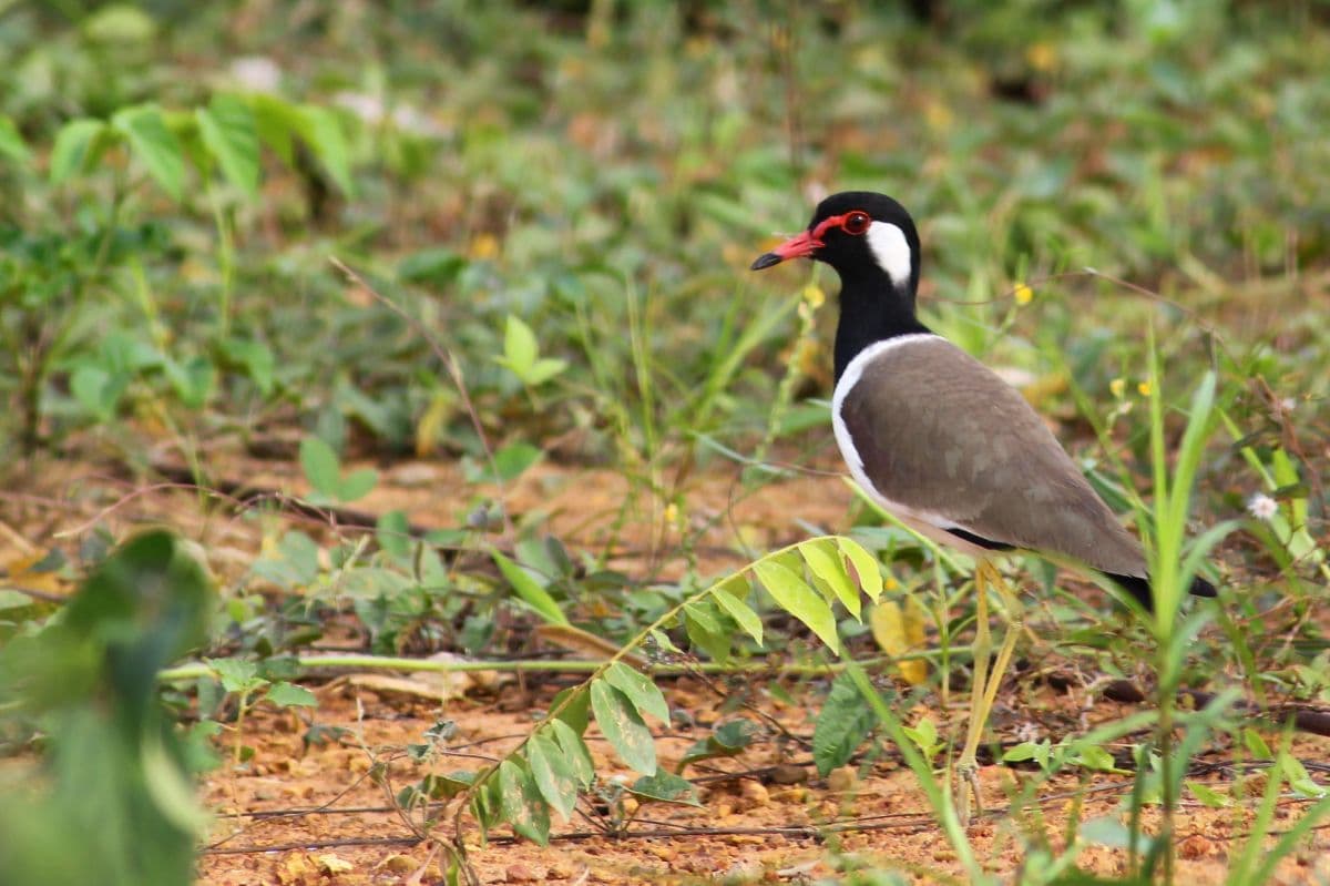 Birdwatching Experience in Desaru , Johor