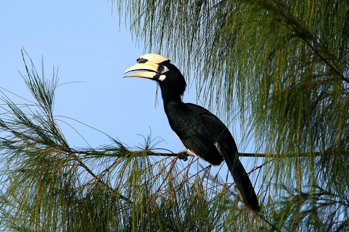 Vogelkijkervaring in Desaru, Johor