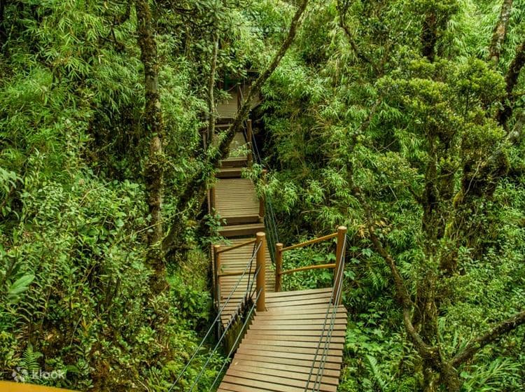 Cameron Highlands and Mossy Forest Half Day Tour