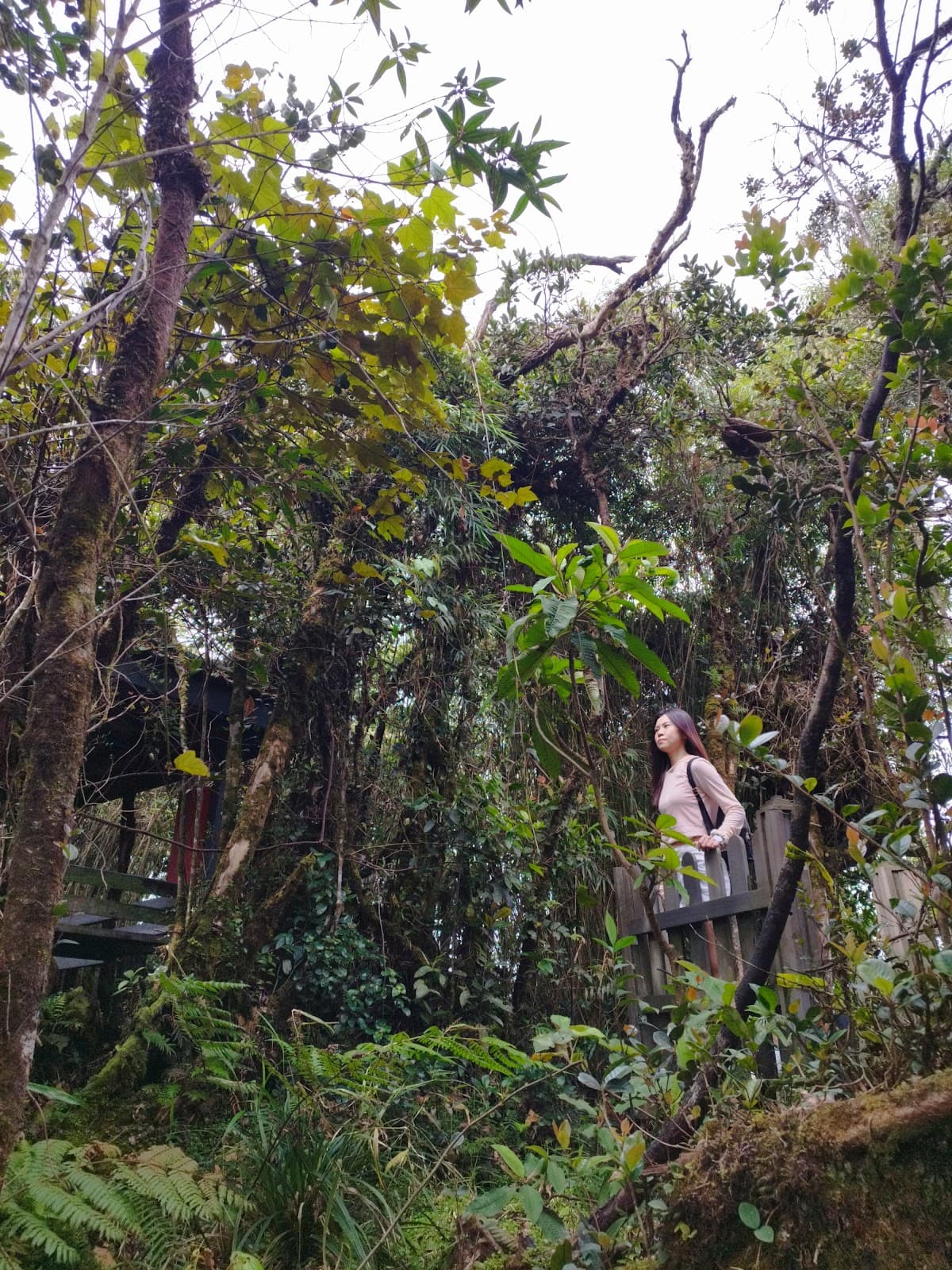 Cameron Highlands and Mossy Forest Half Day Tour