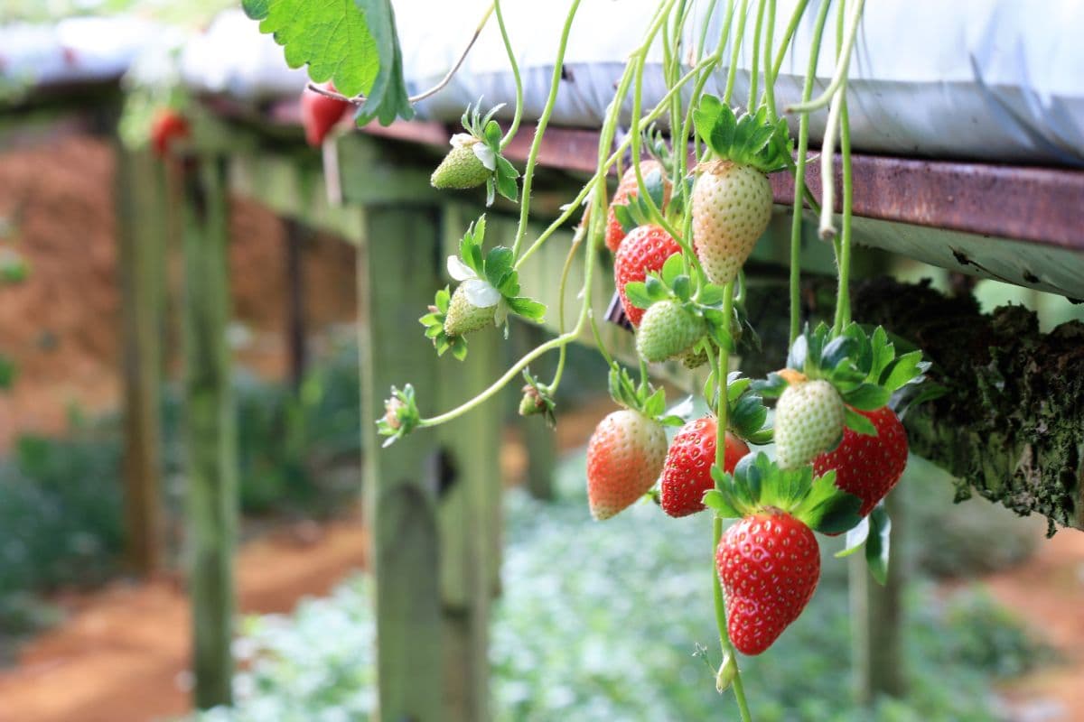 Cameron Highlands Tour (Shared)
