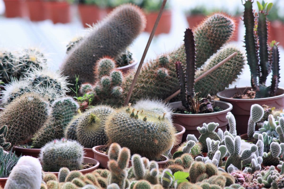 Cameron Highlands Tour (Shared)