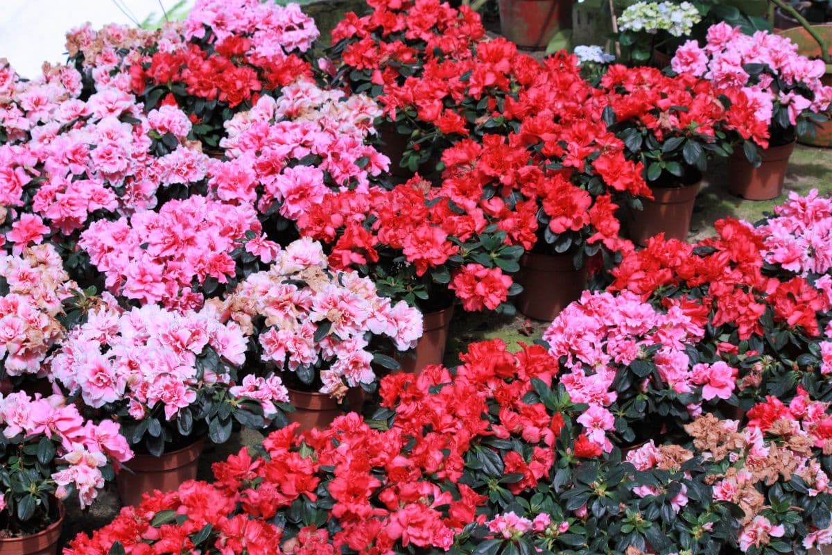 Cameron Highlands Tour (Shared)