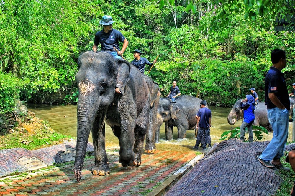 Combo Elephant Sanctuary & Fireflies , Blue Tear Tour with Lunch & Dinner  (SIC Join-In Tour)