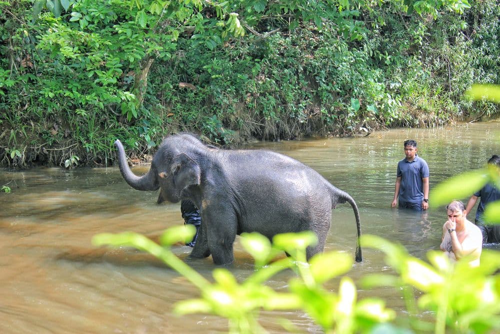 Combo Elephant Sanctuary & Fireflies , Blue Tear Tour with Lunch & Dinner  (SIC Join-In Tour)